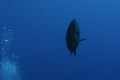 Fish coming toward me.  Off the South Coast of Antigua.  Nikon D200 F 6.3.  ISO 100, 60mm Focal length.