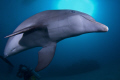 Playful dolphin in Roatan