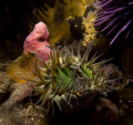 Ever notice how the shape of an anemone mimics the shape of an urchin?