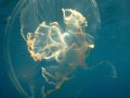 Close up of Jelly Fish - Off Key West Fla.