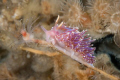 The picture of Facelina auriculata was taken at the divesite Zeelandbrug. Is was present for several weeks and is not common in the Oosterschelde. Unfortunately the dive site is destroyed by the dumping of steel slag.
