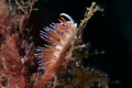 piccolo nudibranco