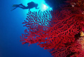 Parco Marino di Portofino, 30 m deep
Red sea fan