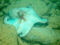 Octopus shot with Olympus C-7070 with PT-027 housing and Sea & Sea YS-110a strobe.