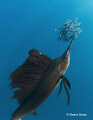 Sailfish feast