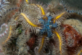 The bottom of the Oosterschelde is at several places covered with brittlestars. A lot of divers don't even look at them but the colours can be very beautiful.