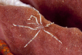 Sea spider (Endeis flaccida)