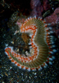 Fire worm!