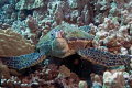 Close encounter with a skeptical turtle, big island of Hawaii.  Fuji Finepix S2 in Aquatica housing.