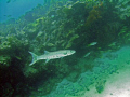 This Barracuda followed me around for about 5 minutes