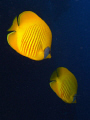 A pair of Masked Butterflyfish.