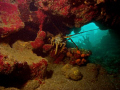 A lobster hiding out in a cave off the coast of Guantanamo Bay Cuba. The seas were extremely rough that day and when we surfaced and tried to swim to shore my dive buddy actually got caught in a rip current.  He finally made it...minus some equipment