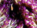Juvenile anemonefish seeking protection in purple-tipped anemone