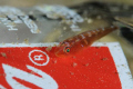 Finally a fish that approves of Coca Cola.
photographed at Lembeh Straits, March 2010