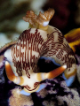 Nembrotha lineolata on golden sea squirt (Polycarpa aurata)