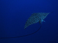 Spotted Eagle Ray
Canon PowerShot SD800 No strobes. 
Shoot 1/60 sec f2.8 White Balance Manual.