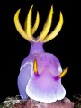 Nudibranch 