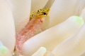 Diamond blenny on white anemone