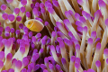 Tiny juvenile anemone fish sticking out its neck