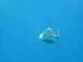 This image is in approx 15 feet of water while I was on my safety stop.  Swam right at me and veered of about 2 feet away.  The sharks on this reef called Bull Run were very agressive