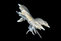This Eubranchus farrani was sitting on the edge of a kelp front, getting ready to take off. I was able to catch it in mid-water as it floated by. Nikon D300 in Nexus housing, 2x Inon Z-240 strobes.