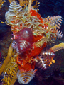 Cluster of Christmas tree worms on coral. DC 1000 with single strobe