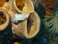 Peppermint Shrimp - site The Aquarium near Long Caye (part of the Blue Hole dive trip).  Sony Cyber-Shot DSC-W1B with Inon S2000 Strobe
