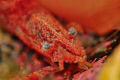 Close up of a cooperative specimen of the Friendly blade shrimp. Nikon D300 in Aquatica housing, 2z Inon Z-240 strobes.