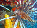 Lion Fish - Turneffe Atoll - Belice