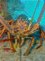 Caribean Lobster
