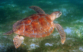 Flying turtle on a depth of 5-6 meters .