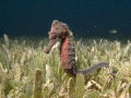 Long Snout Sea Horse.
Sea and Sea DX1G / YS110a strobe