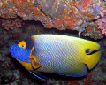 This emporer angelfish was found on a dive site near Halaveli resort Maldives caught with an Olympus 50/60