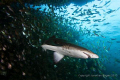 Grey nurse shark in the shark pit at Latitude Reef in Forster, NSW