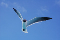 Seagull in the Tobago Cays.