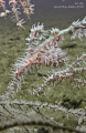 Pregnant Harlequin Ghostpipefish with spouse