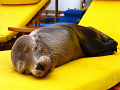 Feeling sleepy ?
In the Galapagos all the animals are unafraid and come very close to people. This little sea lion was tired of resting on the rocks so thought nothing of using one of the sun loungers instead !!!