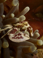 I love porcelain crabs, one of my favorites