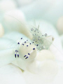 anemone shrimp in white