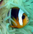 Nemo on Le Licorne , no external flash
