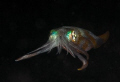 Squid hunting at night . Nikon D300 - 105 macro DS160