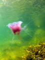 Danish Jellyfish.
More Photos: www.jornari.com