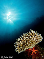 A Pearl Sea Star crawling up a small Polyp Stony Coral. Canon G10 + Inon Strobe.