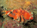 Twin spot / ocellated lionfish (Dendrochirus biocellatus) 
