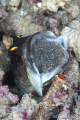Jawfish with eggs