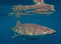 A mirror image of a Whale shark cruising along the back of the reef