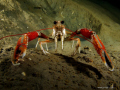 The Norway lobster, Nephrops norvegicus
Shot in the fantastic 