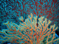 nice coral sea fan