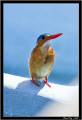 Naivasha lake. King fisher.