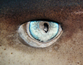 Sharks Eye shot with an Ixus980 and Inon Close Up lens and Inon Strobe.